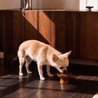 Ridgeline Raised Pet Bowl