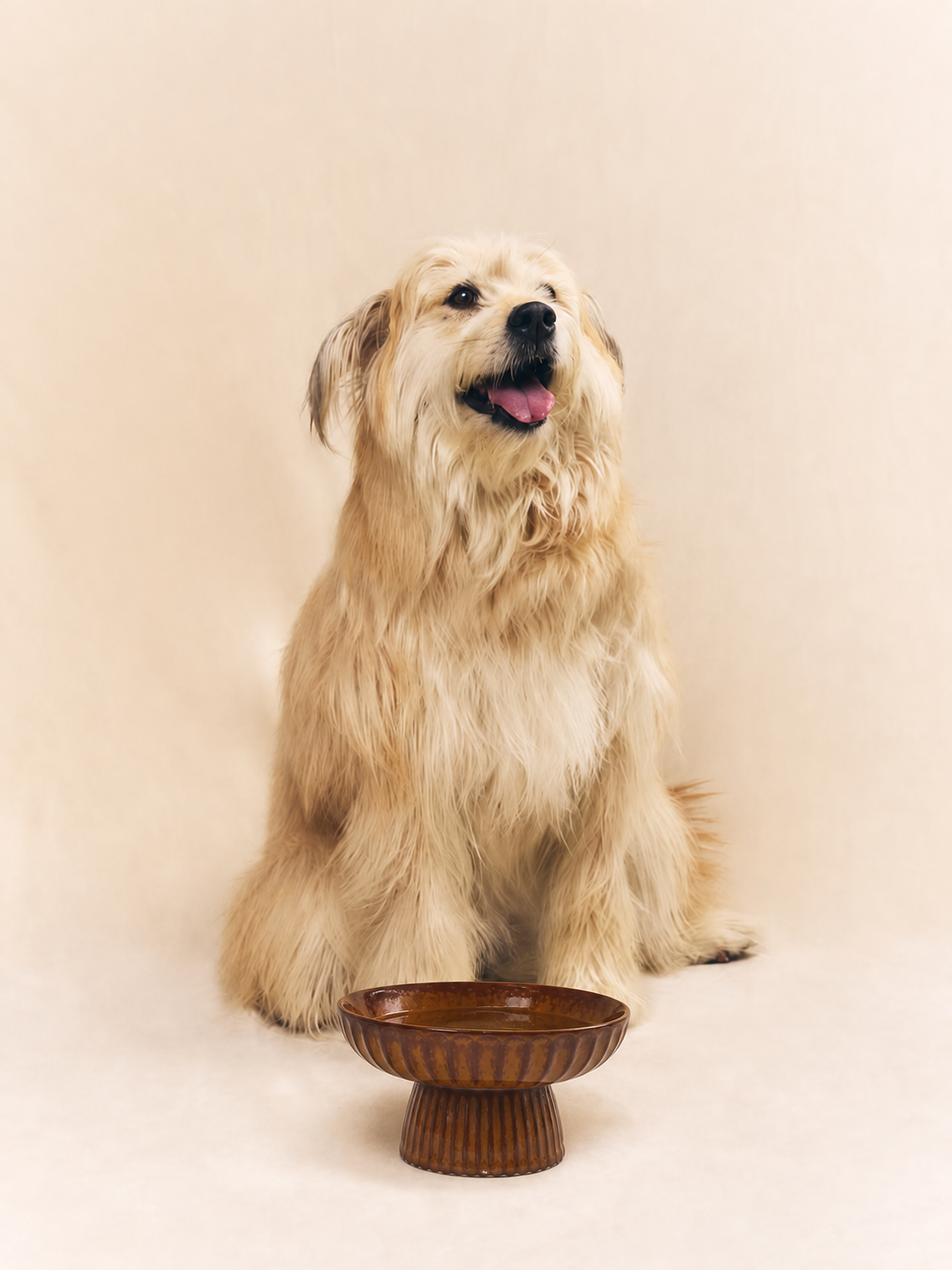Ridgeline Raised Pet Bowl